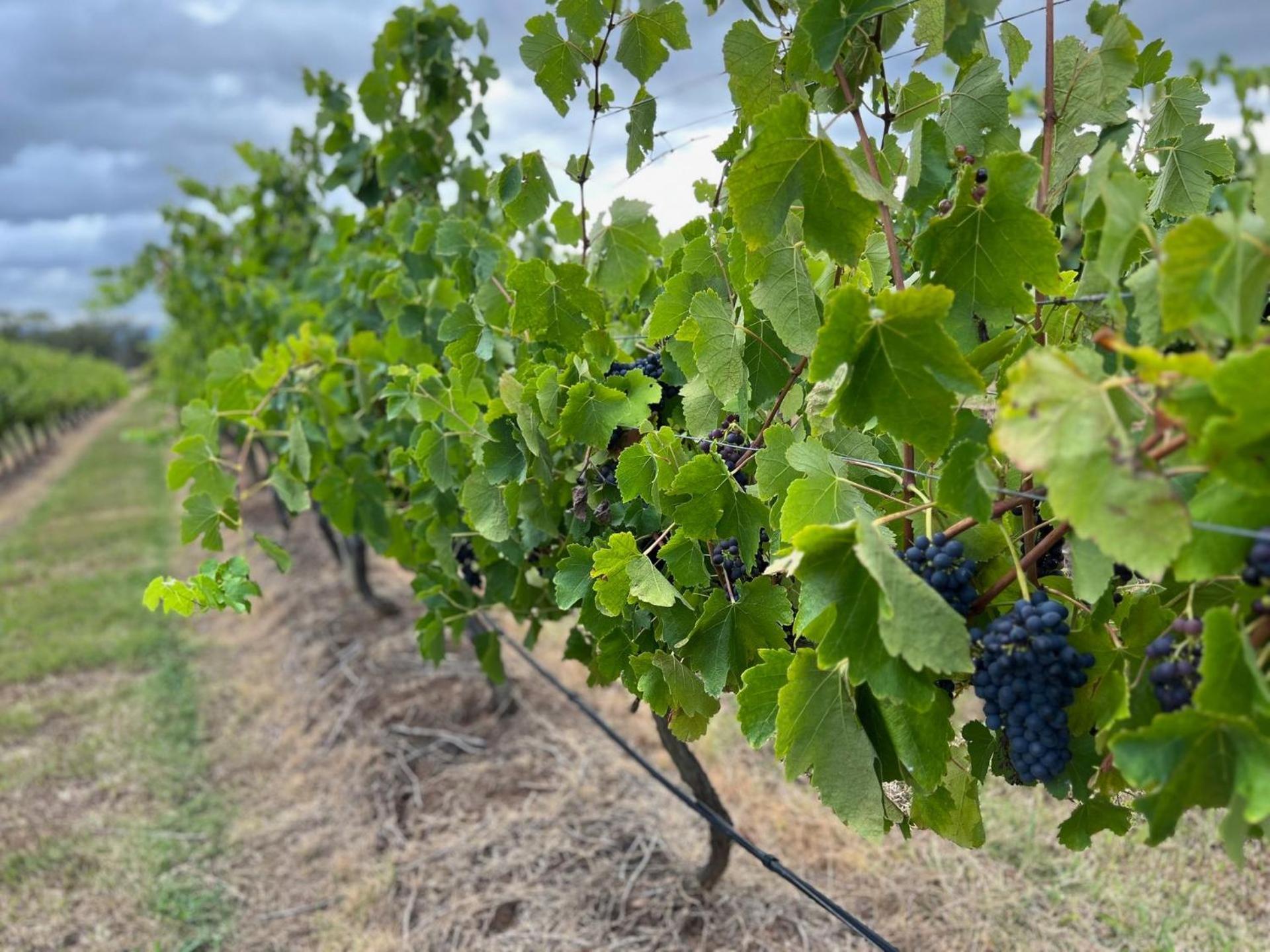 Bracken Ridge Vineyard The Entire Estate Rothbury Екстер'єр фото