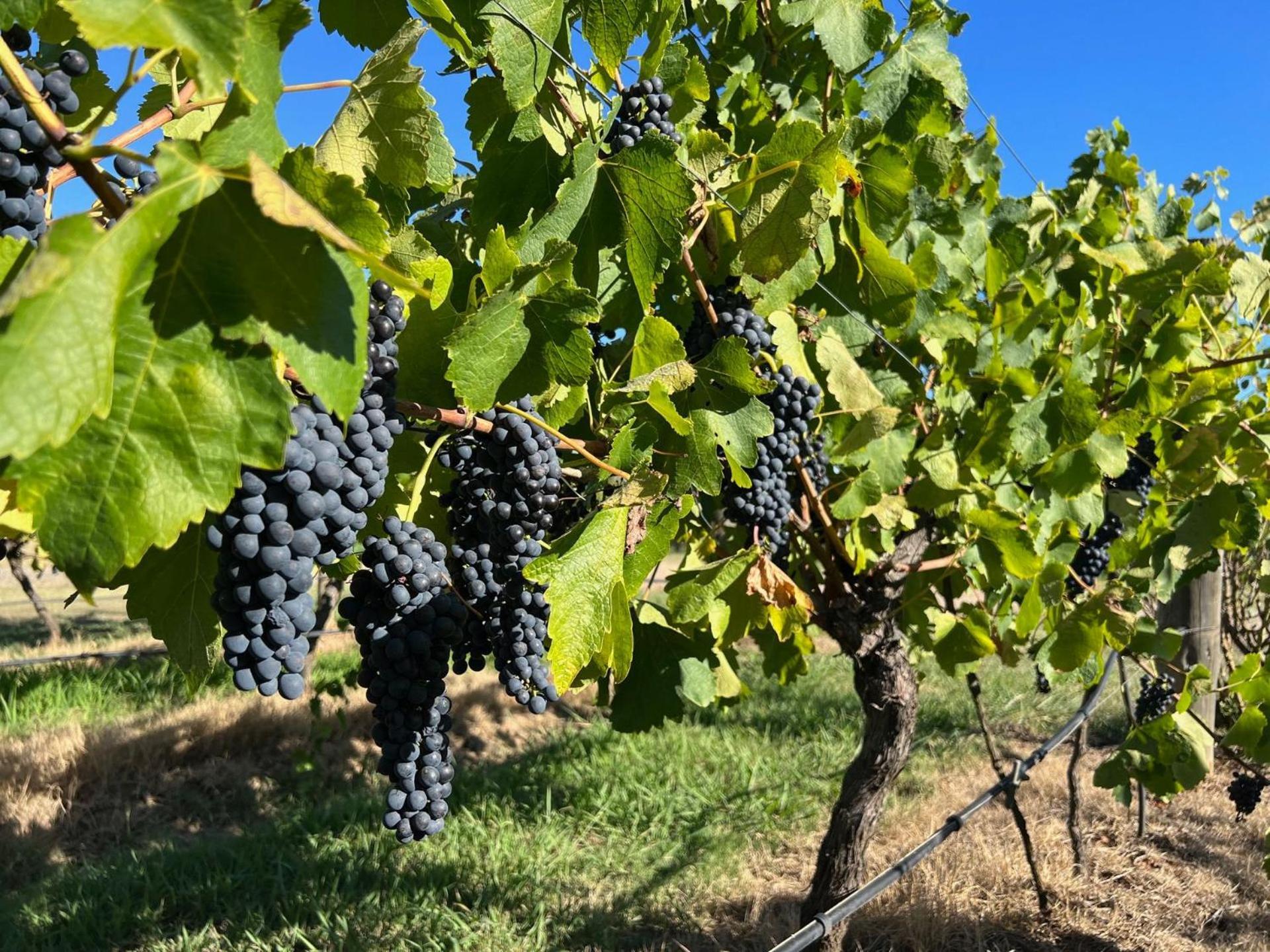 Bracken Ridge Vineyard The Entire Estate Rothbury Екстер'єр фото