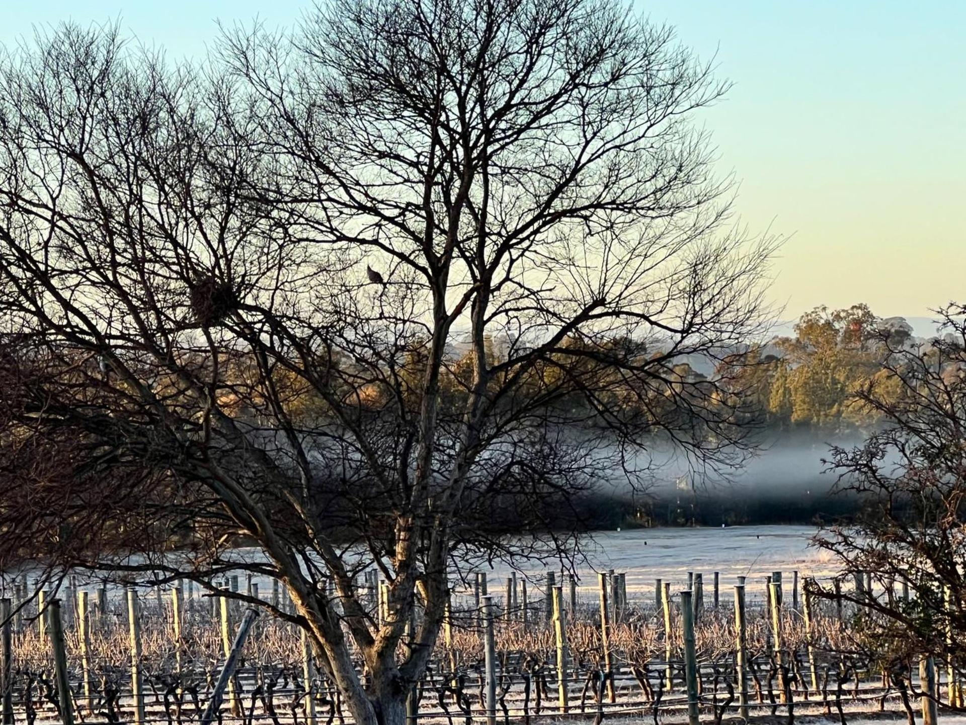 Bracken Ridge Vineyard The Entire Estate Rothbury Екстер'єр фото
